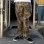 画像2: 【送料無料】COOKMAN クックマン Semiwide Chef パンツ Timber Camo (2)